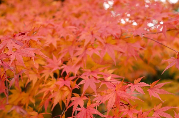 Japanse esdoorn in de herfst — Stockfoto