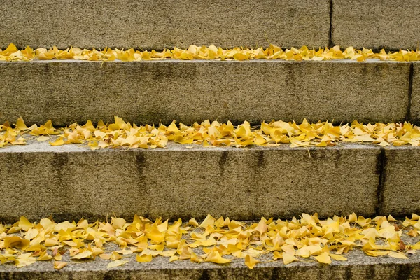 Gelbe Ginkgoblätter auf Treppen im Herbst — Stockfoto