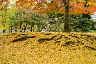 Japanese maple in autumn clipart
