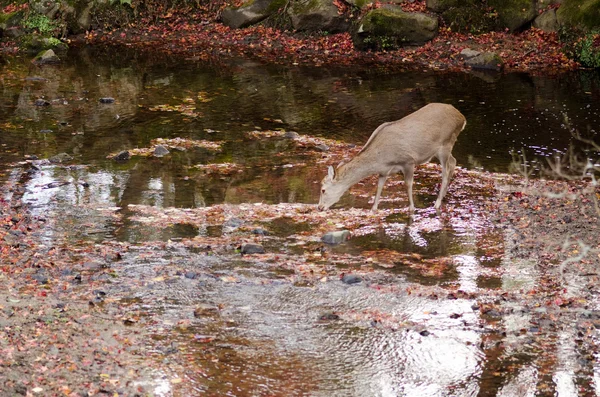 ニホンジカ鹿は、秋の水を飲む — ストック写真