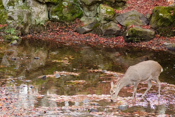 Sika deer drinking water in autumn — Stock Photo, Image