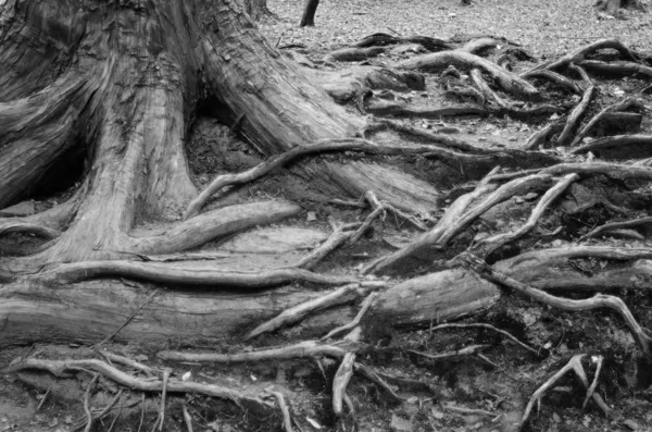 stock image Tree roots