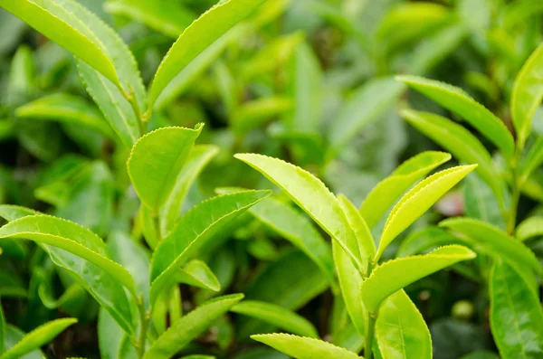 Japanese green tea plant — Stock Photo, Image