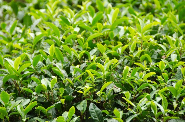 Japanese green tea plant — Stock Photo, Image