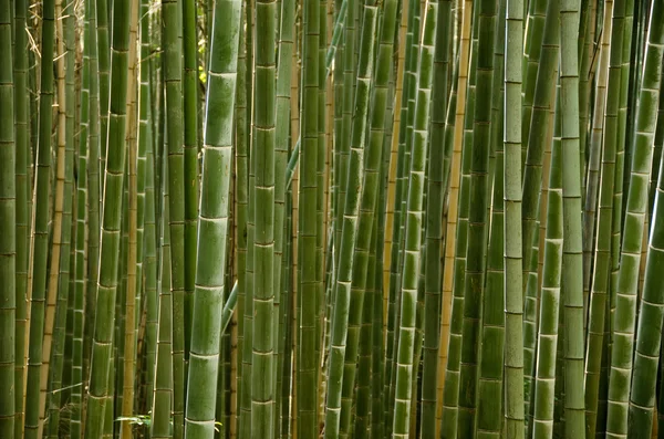 茎的一片竹林 — 图库照片