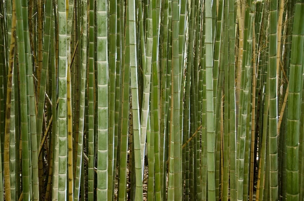 茎的一片竹林 — 图库照片
