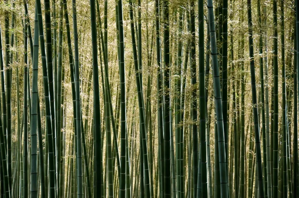 Bambusové lesy — Stock fotografie