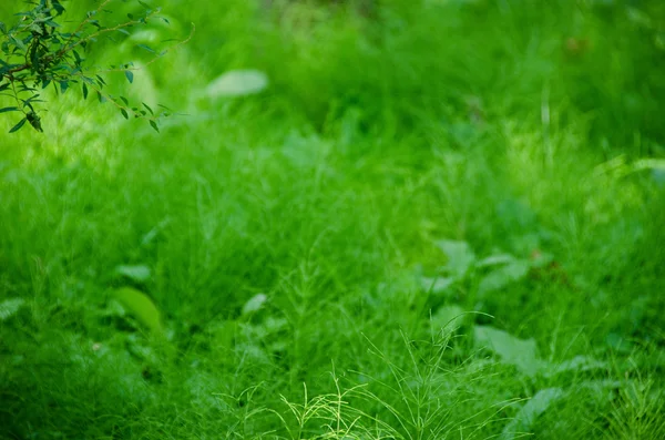 Fond vert naturel composé de queue de cheval — Photo