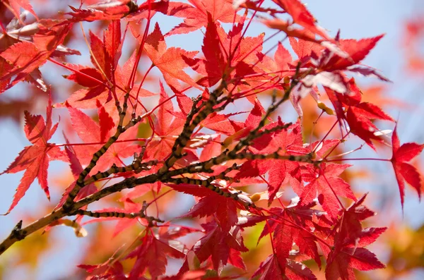 Érable japonais en automne — Photo
