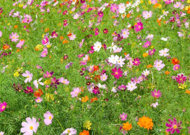 A field of cosmos flowers clipart