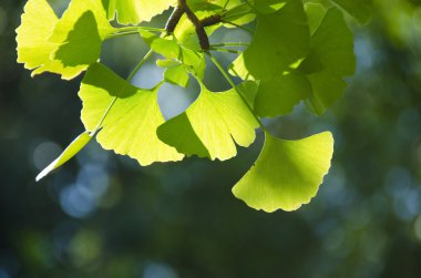 Ginko leaves clipart