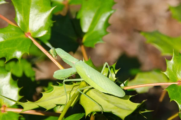 Verde mantis rugăciune — Fotografie, imagine de stoc
