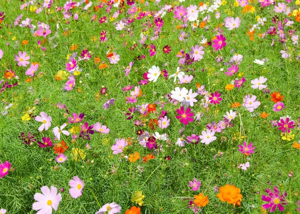 Ein Feld aus Kosmos-Blumen — Stockfoto