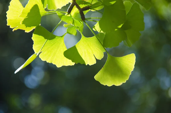 Ginko leaves — Stock Photo, Image