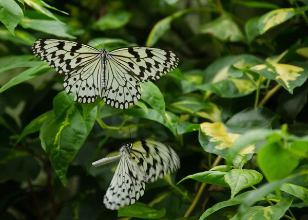 Árbol grande ninfa mariposa, Idea leuconoe — Foto de Stock