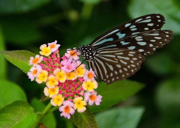 Modrý motýl, ideopsis sp. z Japonska — Stock fotografie
