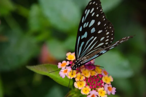 Modrý motýl, ideopsis sp. z Japonska — Stock fotografie