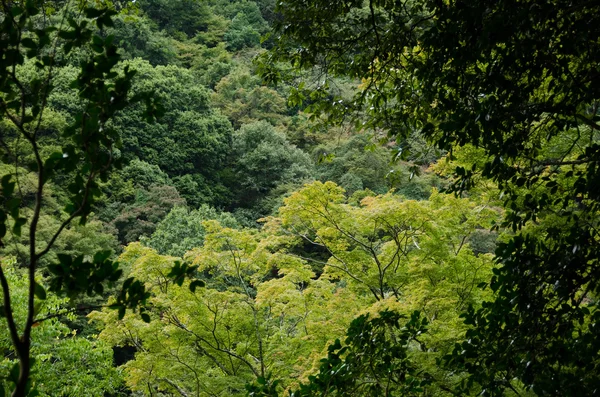 Лесной навес с горного склона — стоковое фото