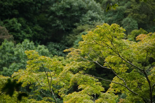 Korony drzew leśnych, jak widać z góry — Zdjęcie stockowe