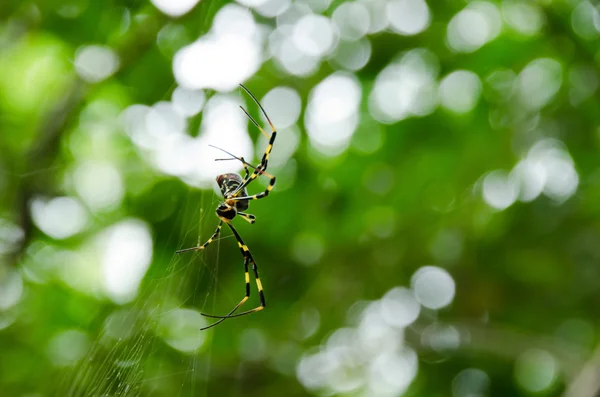 Örümcek, Nephila clavata — Stok fotoğraf