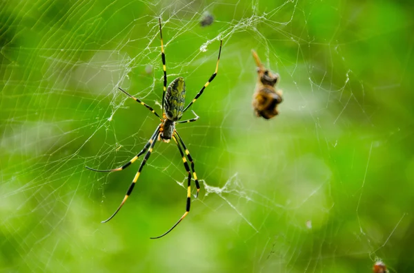 Pók, nephila clavata — Stock Fotó