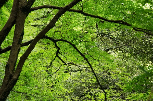Drzewo klon japoński latem — Zdjęcie stockowe