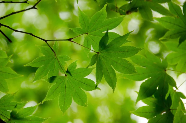 Green maple leaves background — Stock Photo, Image