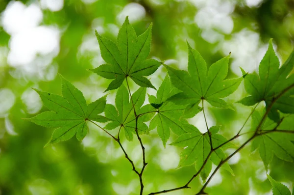 Green maple leaves background — Stock Photo, Image