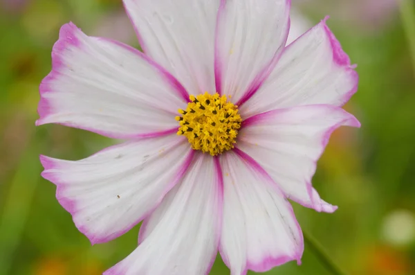 Single cosmos flower — Stock Photo, Image
