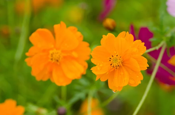 Duas flores cosmos laranja — Fotografia de Stock