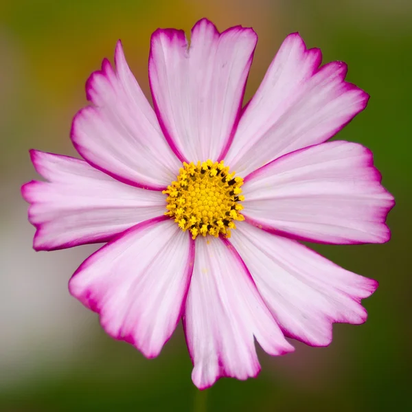 Sola flor del cosmos —  Fotos de Stock