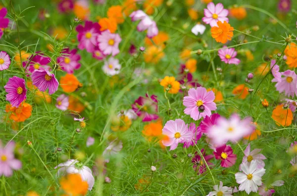 Um campo de flores cosmos — Fotografia de Stock