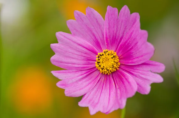 Single cosmos flower — Stock Photo, Image