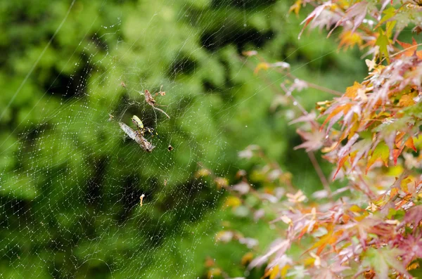 Pók, nephila clavata — Stock Fotó