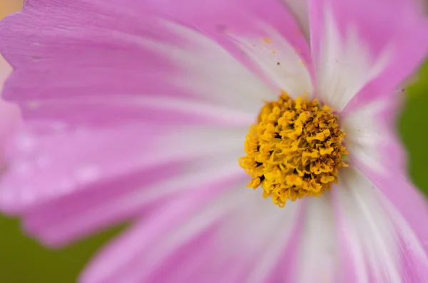 Detalhe de uma flor cosmos — Fotografia de Stock