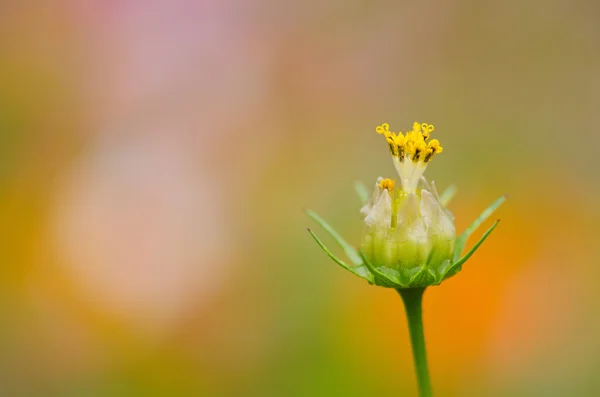 Desvanecendo flor cosmos — Fotografia de Stock