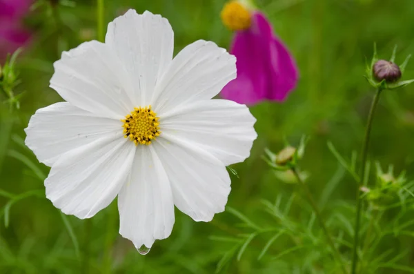 Flor Cosmos Branco — Fotografia de Stock