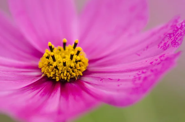 Cosmos rosa Flor — Fotografia de Stock