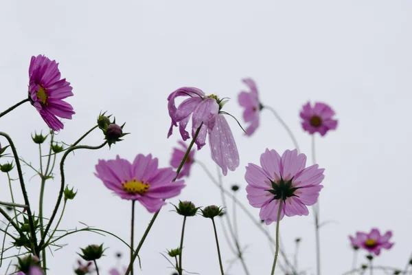 Pink cosmos flowers in backlight — Stock Photo, Image