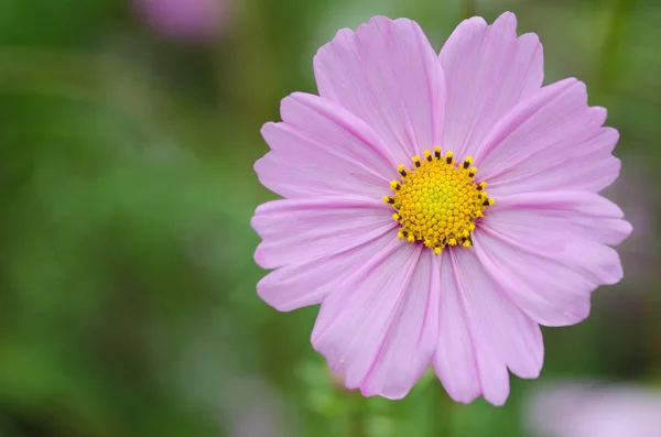 单个粉色波斯菊花卉 — 图库照片
