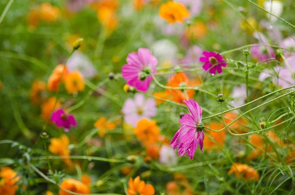 A field with fading cosmos flowers — Stock Photo, Image