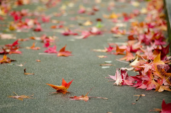 Folhas vermelhas de platano — Fotografia de Stock