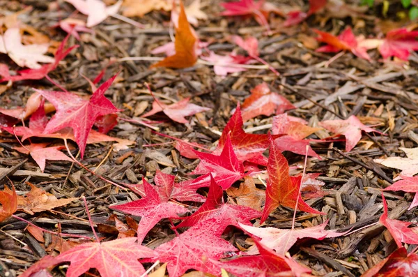 Red platanus leaves — Stock Photo, Image