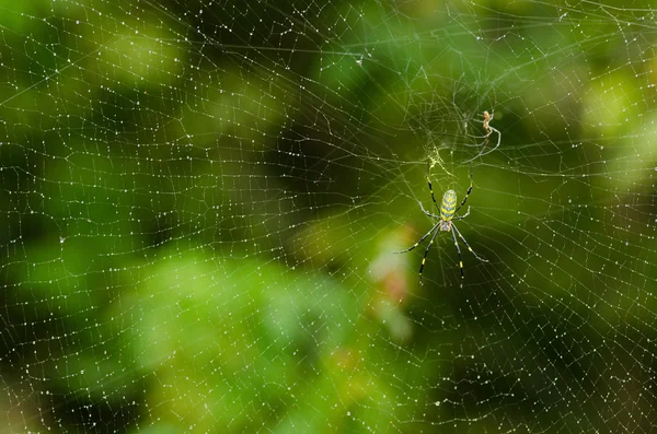 Araignée, Nephila clavata — Photo