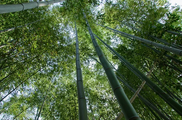 Bosque de bambú visto desde abajo — Foto de Stock