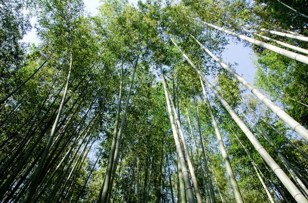 Bosque de bambú visto desde abajo — Foto de Stock