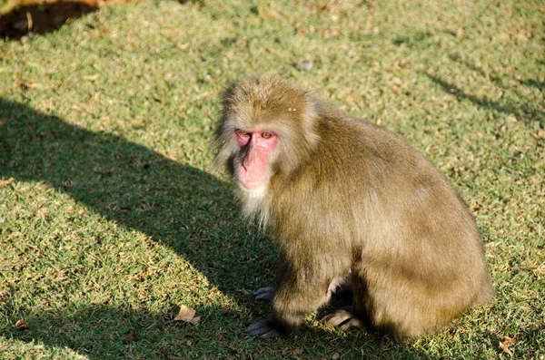 Macaco japonés sentado en el suelo —  Fotos de Stock