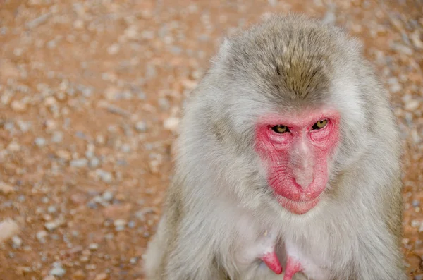 Poloviční portrét japonskou makaka — Stock fotografie