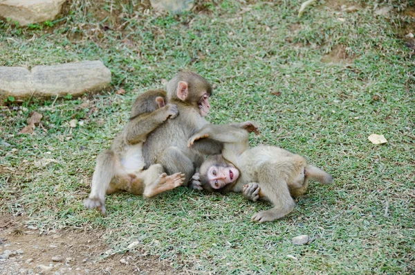 Tři mladí makaků hraje — Stock fotografie