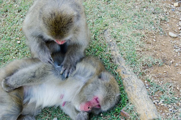 Two japanese macaques grooming — Stock Photo, Image